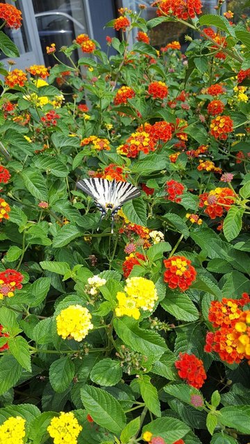 Der Sommer 2016 sieht bei Leserreporterin Magdalena Knosala so aus. | Foto: Magdalena Knosala