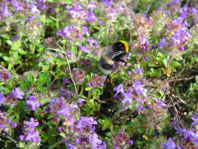 Das schmeckt der Hummel. Fotografiert von Helga Rössner. | Foto: Helga Rössner