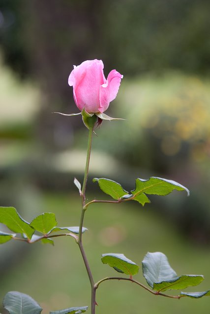 Eine zarte Rose, fotografiert von Frank Bühler. | Foto: Frank Bühler