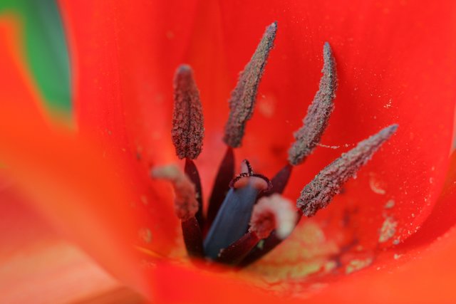 Mohnblume in Nahaufnahme von unserem Leserreporter Frank Bühler. | Foto: Frank Bühler