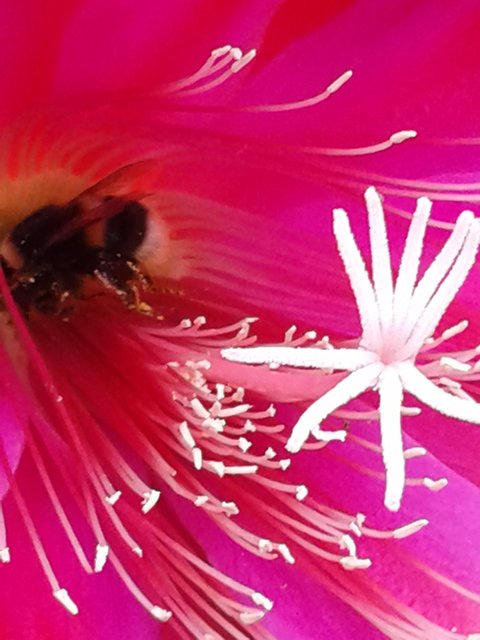 Eine überraschende Perspektive auf die Farbenwelt von unserer Leserreporterin Sabine Weinbrecht- de Jongh. | Foto: Sabine Weinbrecht-de Jongh