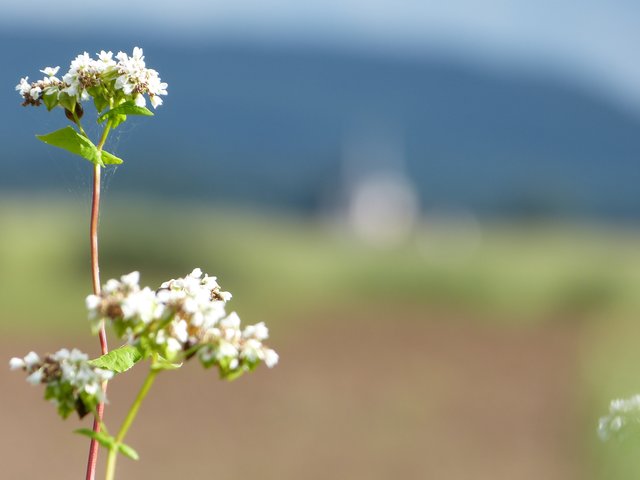 Blumen am Wegesrand von Theresa Sailer. | Foto: Theresa Sailer