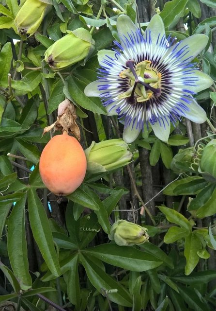 Blütenträume von Leserreporterin Sabine Jendreck. | Foto: Sabine Jendreck