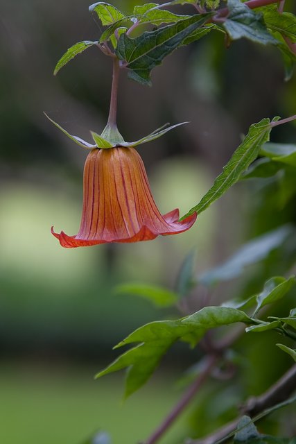 Eine tolle Nahaufnahme einer Glockenblume von Frank Bühler. | Foto: Frank Bühler