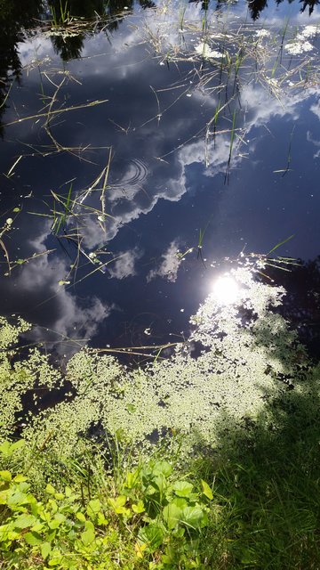 Leserreporterin Michaela Haney schaut in den Spiegel der Natur. | Foto: Michaela Haney
