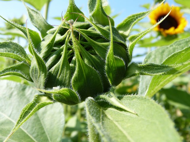 Ein bisschen verschlossen zeigt sich diese Sonnenblume von Theresa Sailer. | Foto: Theresa Sailer