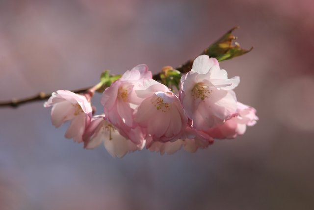 Das Frühlingserwachen, eingefangen von Frank Bühler. | Foto: Frank Bühler