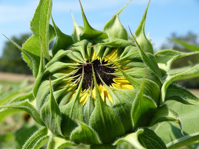 Langsam öffnet sich die Sonnenblume. Fotografiert von Theresa Sailer. | Foto: Theresa Sailer