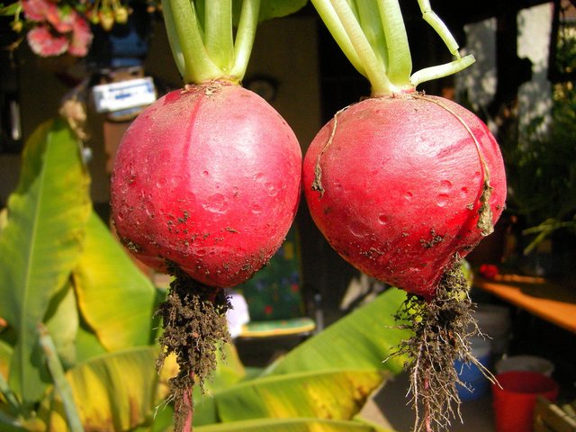Radieschen aus dem Hochbeet unseres Leserreporters Edgar Dehm. | Foto: Edgar Dehm