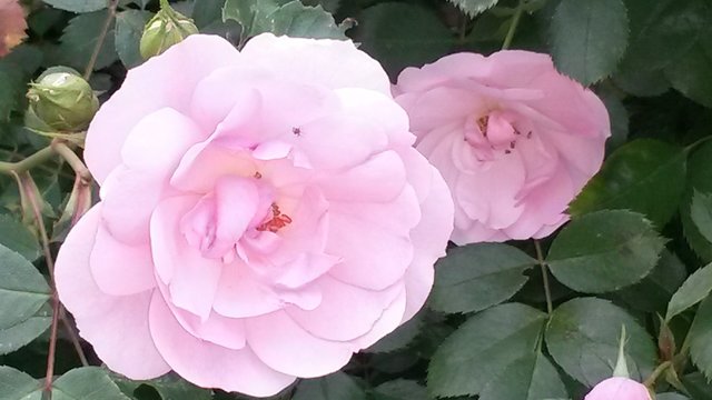 "Einfach nur schön." So kommentiert Sabine Jendreck ihr Blütenfoto. | Foto: Sabine Jendreck