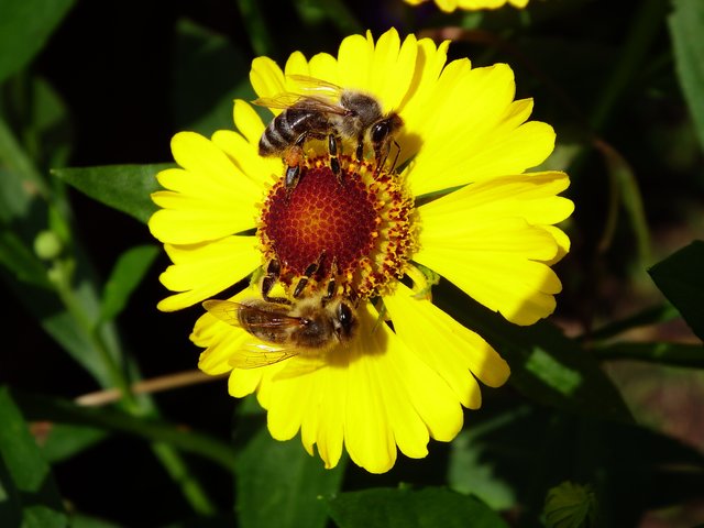 Honigbienen beim Pollensammeln, fotografiert von Edgar Dehm. | Foto: Edgar Dehm