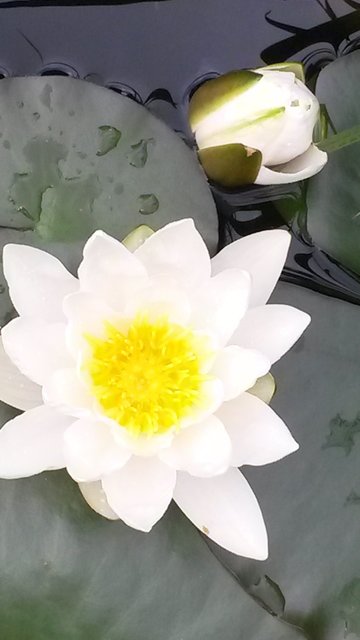 Ein Seerosenteich, im Bild festgehalten von Sabine Jendreck. | Foto: Sabine Jendreck