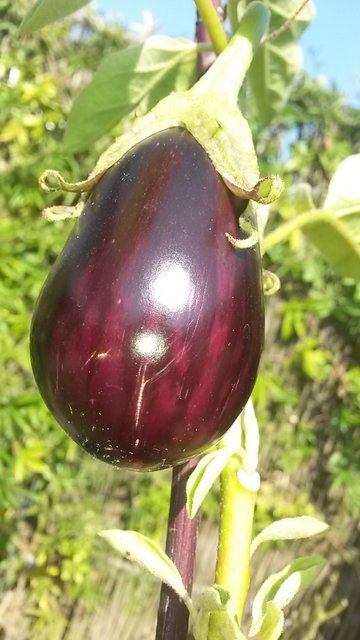 Leckeres aus dem eigenen Garten, fotografiert von Sabine Jendreck. | Foto: Sabine Jendreck