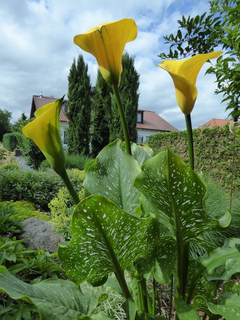 Leuchtende gelbe Callas, fotografiert von Renate Müller. | Foto: Renate Müller
