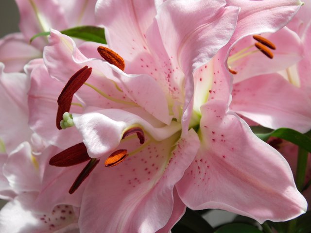 "Überwältigende Schönheit" nennt Leserreporterin Isabell Janotta ihr Bild. | Foto: Isabell Janotta