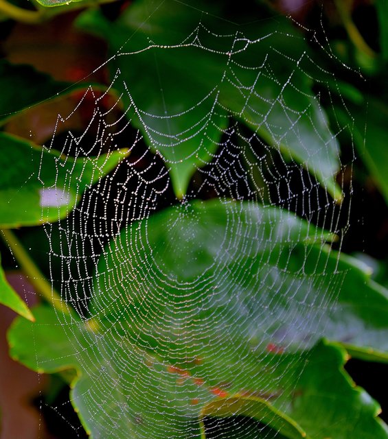 Spinnwebe im Morgentau, entdeckt von Theo Burkhardt. | Foto: Theo Burkhardt