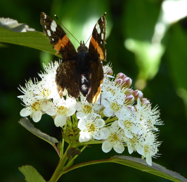 Ein hungriger Schmetterling, fotografiert von Renate Müller. | Foto: Renate Müller