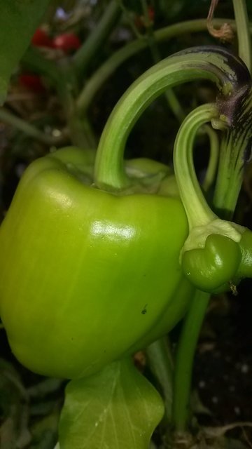 Da wächst etwas..., eingefangen von Sabine Jendreck. | Foto: Sabine Jendreck