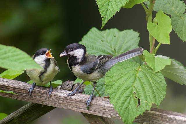 Foto: Hannes Wiedmann