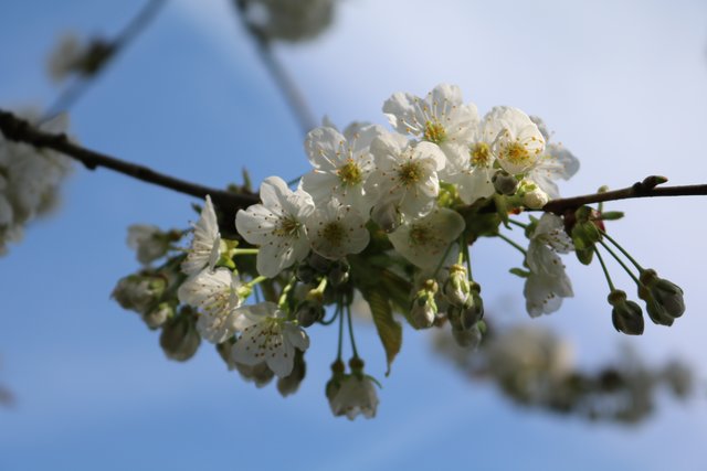 Foto: Siegfrid Riffel