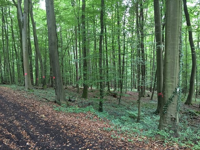 "Die von der Stadt und vom Kletterwald-Investor festgelegte Stelle am Rand des großen Waldes, „Im
Köpfle“, ist zusammen mit dem gesamten Gemeinderat bei einer Ortsbegehung noch mal zu prüfen", sagt Aaron Treut. | Foto: Treut