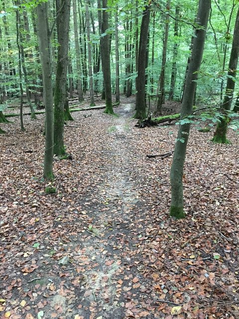 Auf der Mountainbike-Strecke gebe es einen "Wildwuchs" kritisiert Aaron Treut. | Foto: Treut