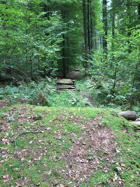 Auf der Mountainbike-Strecke gebe es einen "Wildwuchs" kritisiert Aaron Treut. | Foto: Treut