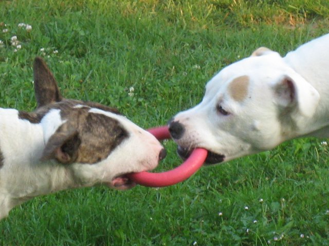 Wir "ziehen" an einem Ring