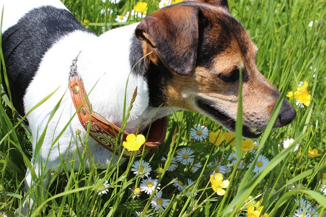King Louis mag besonders gerne gut riechende Tierspuren in ungemähten Wiesen