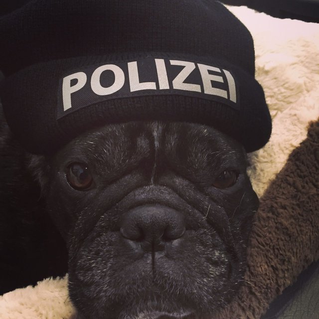 Bullmo Attila 6 Jahre alt