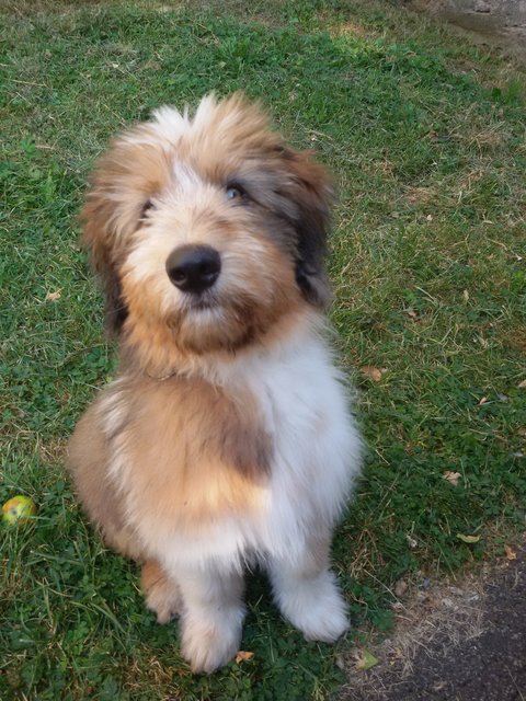 Unser Wäller - Welpe  Buddy