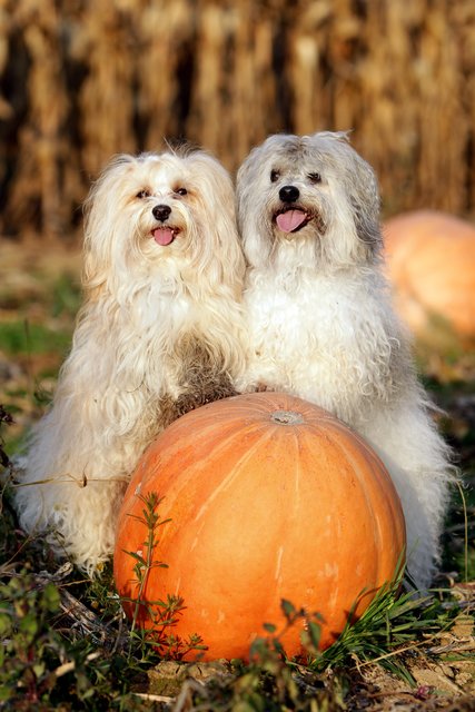 Das sind Olle und Krümel