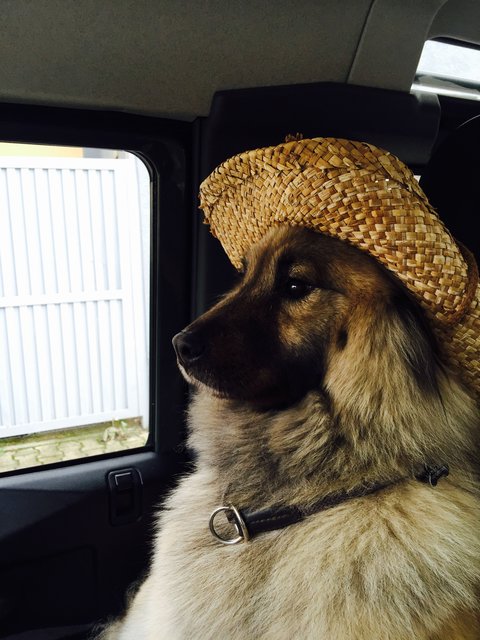 Sheila - Auto fahren mit Hut