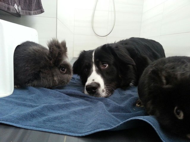 Hope und ihre zwei Lieblinge