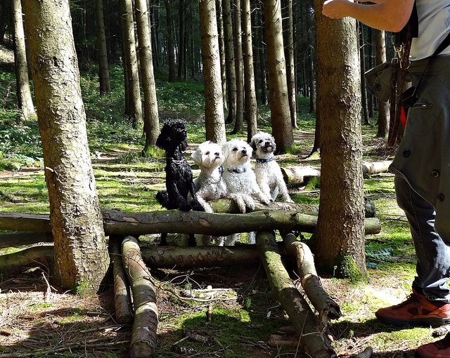 Waldschule für Hunde