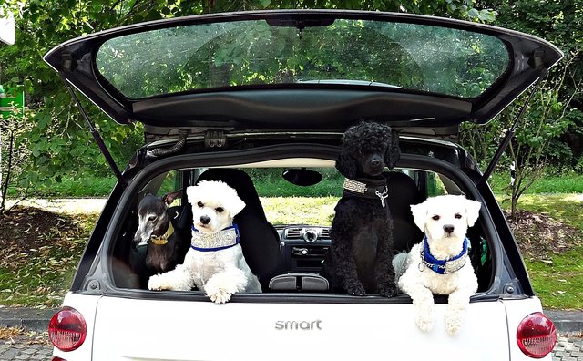 Wie viele Hunde gehen in einem Smart?