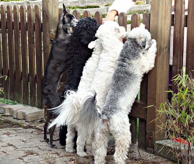 Spione am Zaun des Nachbarn