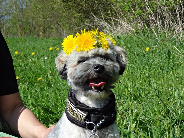 Yo-Yo mal heute mit flower power.....