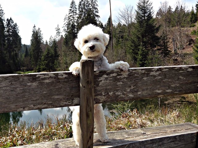 Mein Pelle beim wandern.....