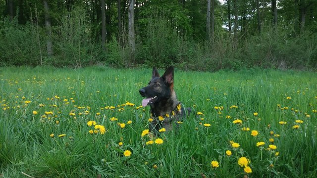 Yule mit Blumenschmuck