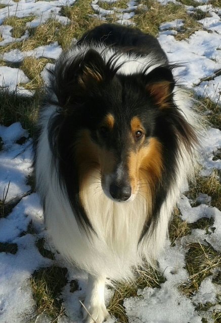 Mein Name ist Neis. Ich bin ein American Collie