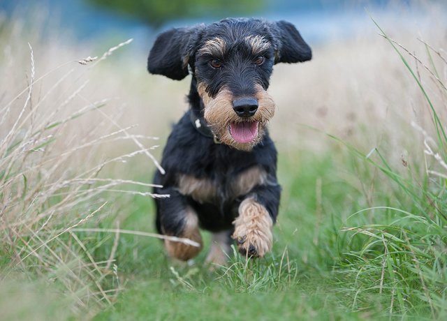 Blacky vom Brettener Hundle hat Spass.