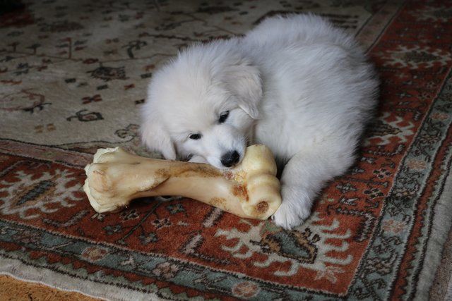 Ein Knöchelchen als Nachtisch!