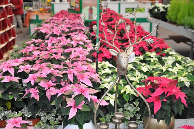 Immer gefragt: Weihnachtssterne gibt es in großer Auswahl und erstklassiger Qualität aus eigener Produktion. Foto: ch