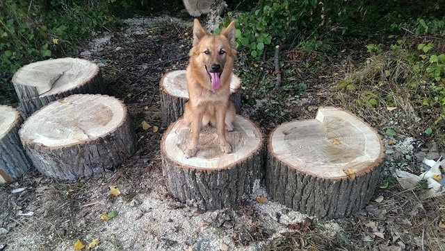 Inari unser Harzer Fuchs