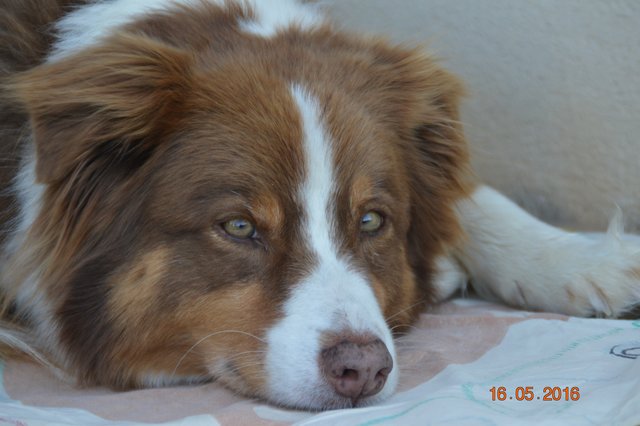 True Love Magical Joy