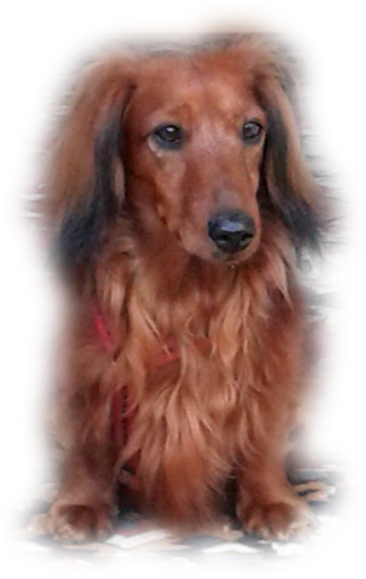 Ich bin Flora eine ganz liebe Langhaardackeldame