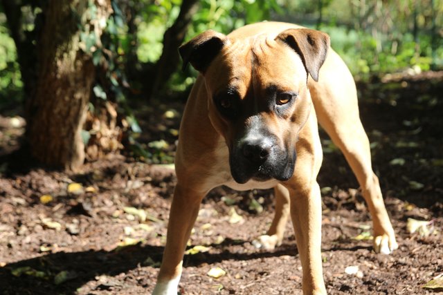 Der kleine Donnie hat in seinem Wäldchen was entdeckt