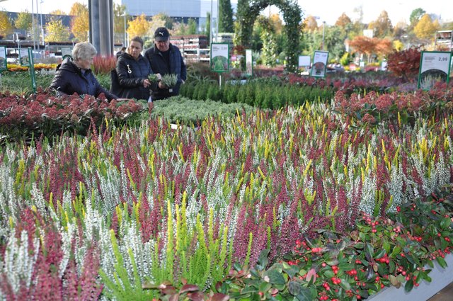 Bunte Heide: Die ausgedehnte Herbstpflanzenmusterschau im Gartencenter liefert unzählige Ideen für die Verschönerung der grauen Tage. Foto: ch