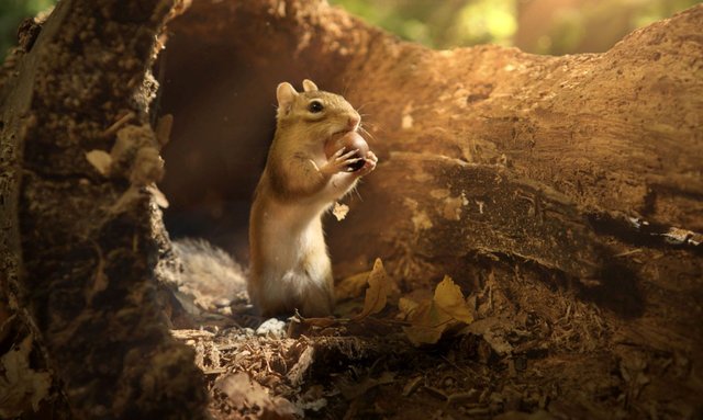 Foto: © BBC Earth Production